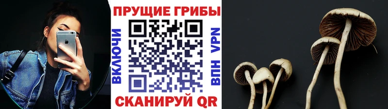 Галлюциногенные грибы MAGIC MUSHROOMS  купить наркотик  Наволоки 
